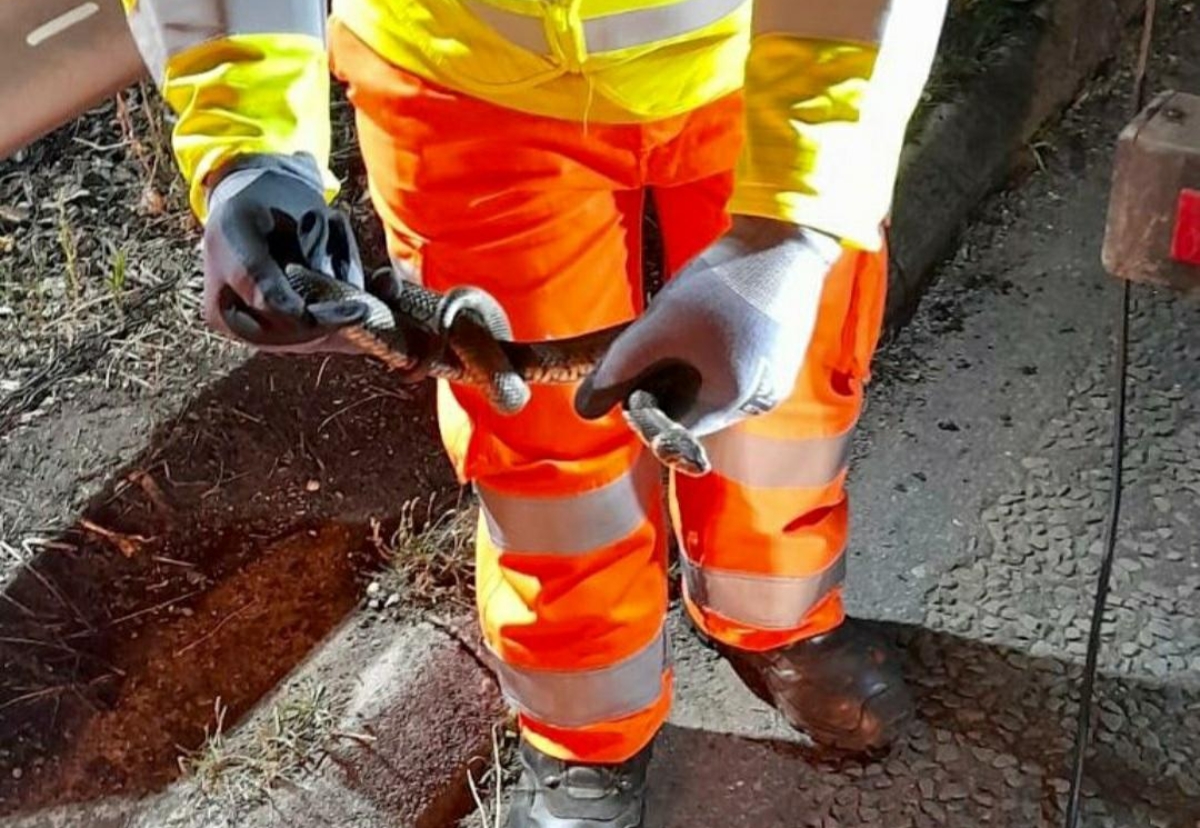 Snakes alive: One of the reptiles saved from the excavator