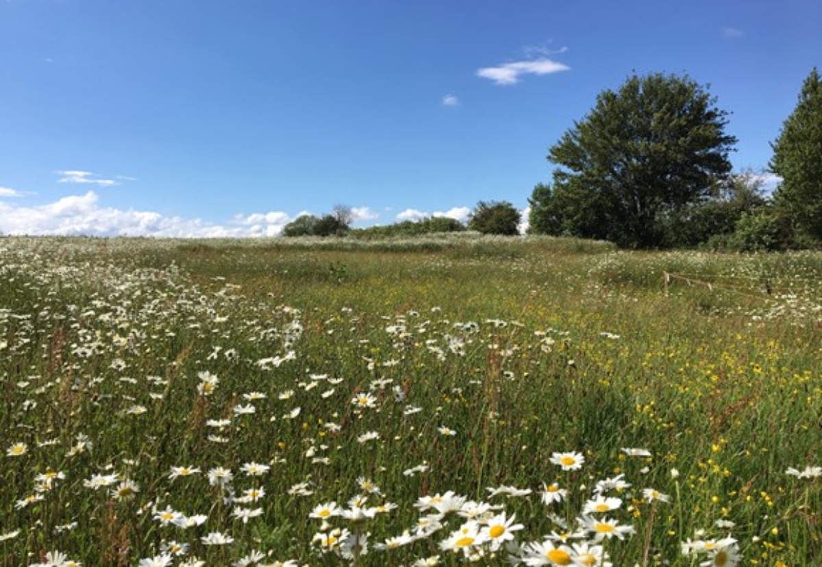 Early environmental works include tree planting and creating grassland meadows