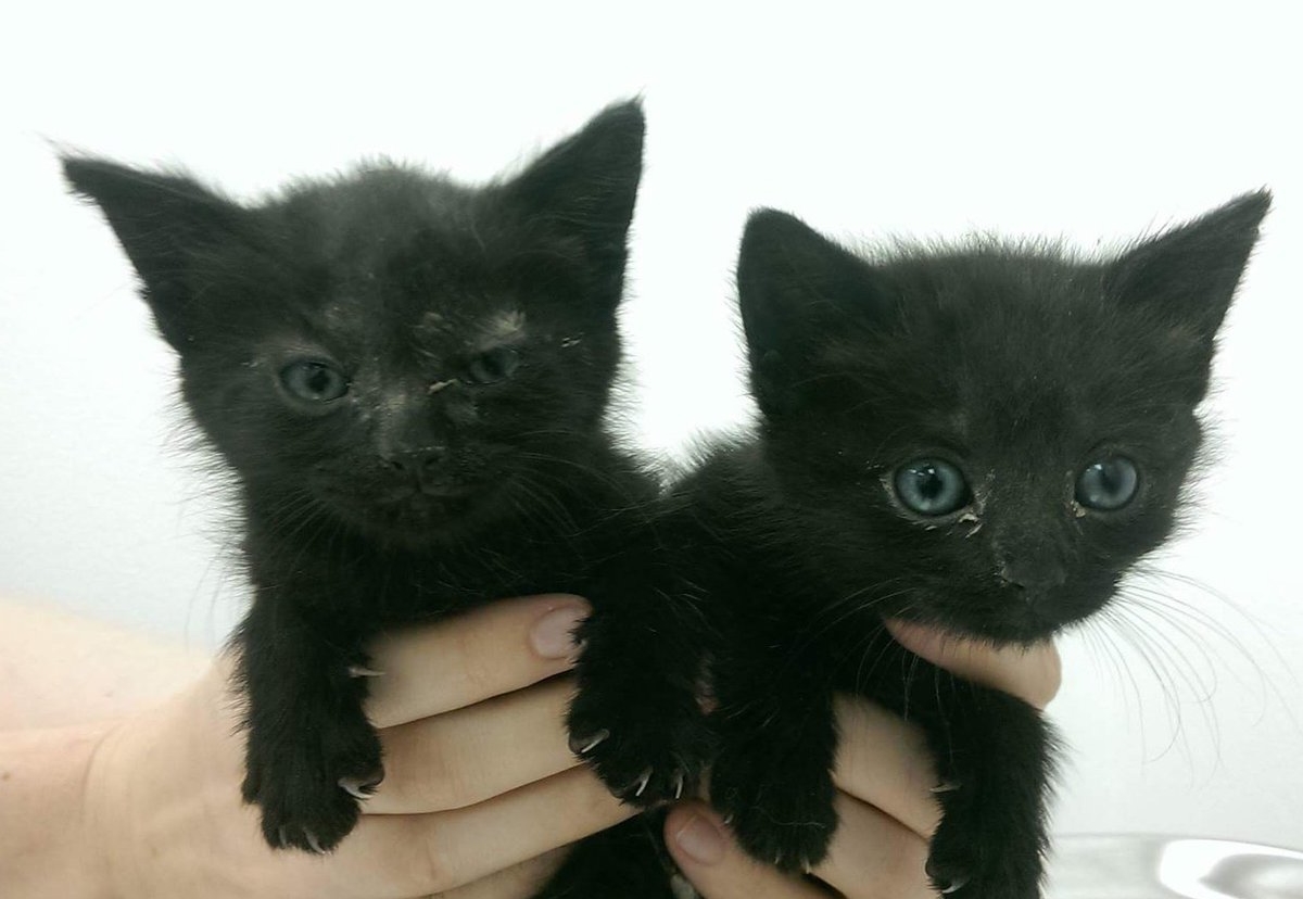 Stevie and Sturridge are recovering well despite losing a bit of fur