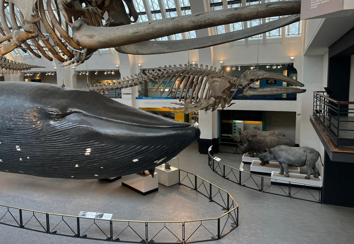 Beck recently completed the fit-out of the Mammals Gallery at the Natural History Museum