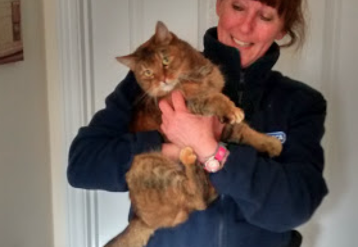 The rescued cat is now safely back at home