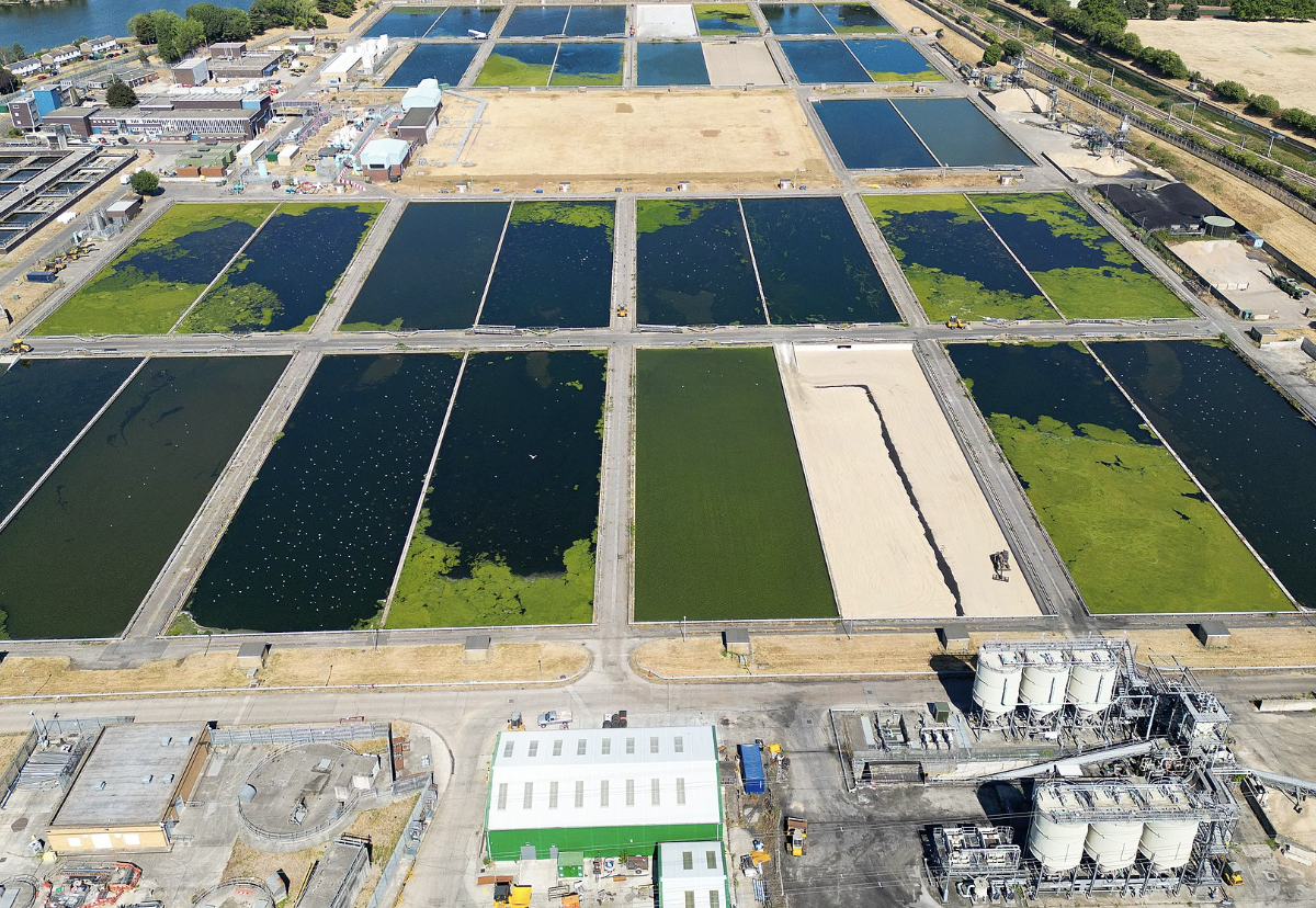 Waterbeds at Coppermills water treatment works