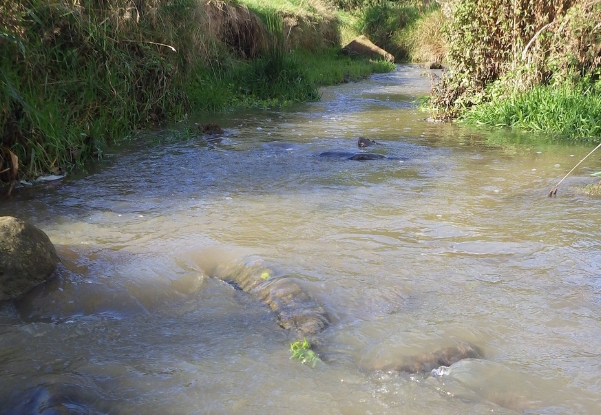 Evidence of pollution at Pitty Beck